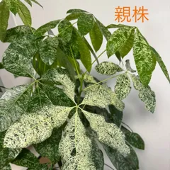 2025年最新】パキラミルキーウェイ接木の人気アイテム - メルカリ