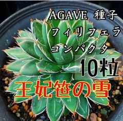 2023年最新】アガベフィリフェラの人気アイテム - メルカリ