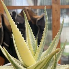 ブルークローン　サンスベリア　美株　抜き苗 Yahoo!オークション -「サンスベリア ブルークローン」の落札