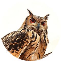 清玄@プロフ必読/断捨離中☆国産冷凍マウスアダルトM20匹リタイア15匹 ROCKSTAR GROUP ONLINE STORE / 冷凍エサ