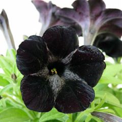 花苗】ペチュニア 黒之瀬戸 万葉の美シリーズ ポットごと発送 - メルカリ