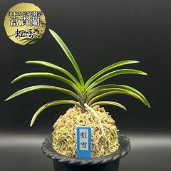 富貴蘭【鋸山縞】 希少 - メルカリ