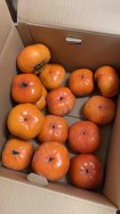 豊橋名産　　訳あり　次郎　柿　かき　約5ｋｇ
