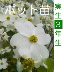 2024年最新】はじまりの花の人気アイテム - メルカリ