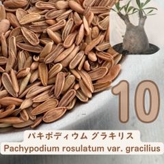 種子 500粒 象牙宮 パキポディウム グラキリス THE塊根植物 種】パキポディウム・グラキリス 象牙宮 [2026年ロット] / Pachypodium