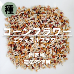 【種】コーンフラワー　矢車菊（エディブルフラワー用）　農薬不使用　30粒