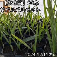 ☆40％オフセール中☆【抜き苗】サバル　パルメット　sabal palmetto ５0本　2024年１２月１１日更新