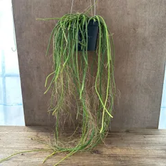 【サンプル】セルニセレウス　ウェルクレイ　 Selenicereus  wercklei　セレニセレウス　セレニケレウス　ムーンナイトカクタス 観葉植物 観葉 植物  希少 サボテン 多肉植物 多肉 カクタス  ハンギング グリーン アートプランツ