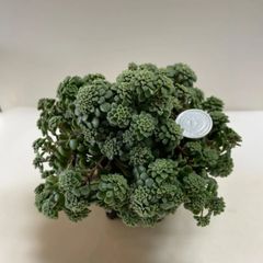 多肉植物　モナンテス　アミドロス(レア)  抜き苗　根付き