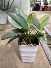 スキンダプサス・ムーンライト　４号 ハンギング　観葉植物　インテリア　グリーン　屋内　インドア　装飾　オシャレ　可愛い