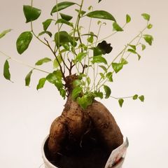ガジュマルの木・多幸の木　観葉植物　送料無料！