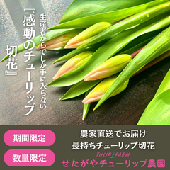 【初心者オススメ】農家が直接送る”チューリップ切花　5本お試しset"