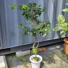 ジャボチカバ☆7号鉢☆約150センチくらい☆お盆明け発送