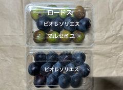 いちじく　ビオレソリエス、マルセイユ、ロードス　ミニサイズ　クール便