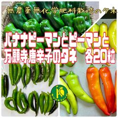 バナナピーマンとピーマンと万願寺唐辛子のタネ　各20粒　固定種・無農薬無化学肥料栽培のタネ