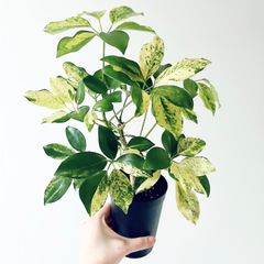 【再入荷】希少 パキラ ミルキーウェイ 実生 新芽 Sサイズ 観葉植物 calm 希少】パキラ ミルキーウェイ 実生 新芽 Sサイズ 観葉植物 calm b