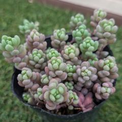 多肉植物セダム属パープルヘイズ