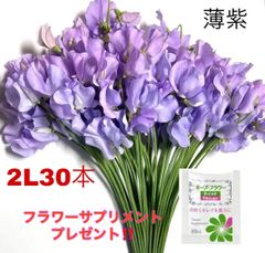 花 生花 切り花 花束 発送日に収穫 超新鮮 最速即日発送 産地直送 スイートピー 2L規格 30本 保水有り フラワー サプリメント ガーデニング インテリア 春の花 新春 切花