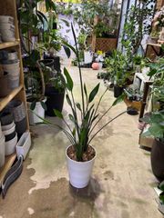 ストレリチア・ノンリーフ　7号 耐陰性あり　シンプル　オシャレ　観葉植物　インドア　インテリア　グリーン　屋内　ショップ　リビング　店　装飾