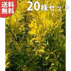 楽天市場】送料無料 100cm 10本セット 生垣 庭木 常緑樹 黄金