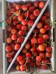 山形県　東根産　さくらんぼ　紅秀峰　家庭用　1kg
