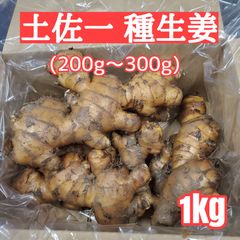 種生姜 大生姜 (200g～300g)土佐一 1kg以上
