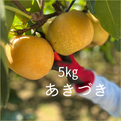 梨　あきづき　埼玉県産　約5㎏