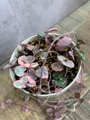 ハートカズラ　レディーハート　多肉　多肉植物