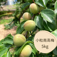 無農薬　青梅　小粒南高　5㎏ほど
