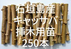 ☆キャッサバ挿木用苗木(穂木)250本入り☆(黄色系スイート種)・沖縄県石垣島産