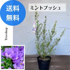 ミントブッシュ 13.5ｃｍポット 高さ0.5ｍ 幅0.25ｍ 寄せ植え リース 洋風ガーデン 芳香