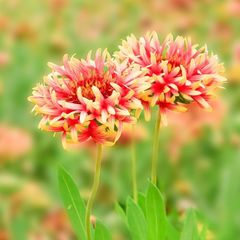 モンソニア ムルチフィダ 大型XL株 発根済み 鉢ごと - メルカリ