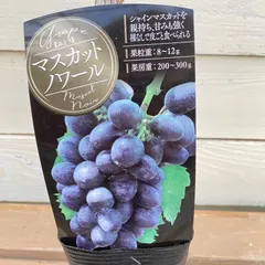2025年最新】マスカットノワール 苗木の人気アイテム - メルカリ