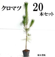 クロエゾマツ　20本 クロエゾマツ 20本 - メルカリ