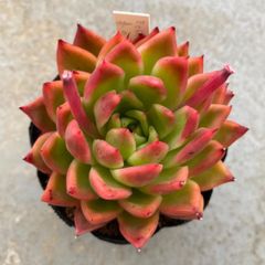 多肉植物 抜き苗 エケベリア 春の粧