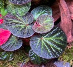 ベゴニアsp マナウス　ポット付き　パルダリウム熱帯植物