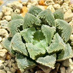 モンロー 巨大化 子株付き 超美株 ハオルチア 観葉植物 D9 - メルカリ