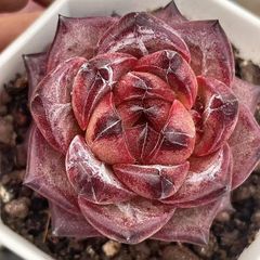 新入荷　多肉植物　エケベリア　生チョコ大福　4-5cm   抜き苗　１株