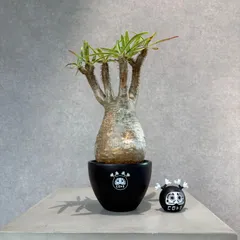 2025年最新】パキポディウムグラキリス 現地球の人気アイテム - メルカリ