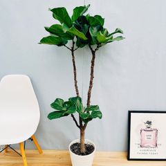 ［現品］☆おしゃれ☆  4番　カシワバゴムの木　フィカス　リラータ　ストレート　8号　観葉植物　室内　大型　皿付き　贈り物