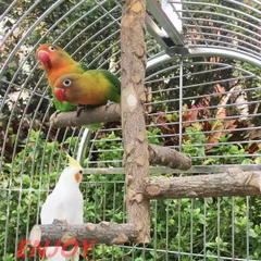 天井吊り下げ式 鳥用タワー 爪とぎ 天然木おもちゃ インコ オウム 噛む遊び 休憩場所 多機能設計 軽量 簡単取り付け ケージアクセサリー min#