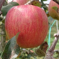 お待たせしました収穫始まりました！「ご自宅用しなのスイート約3kg」当農園リピーターのお客様が一番多い品種です。優しい甘味が染みます。酸味は穏やかな品種です。（発送予定は10/8頃～）