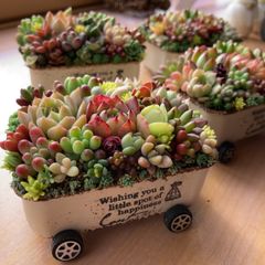 多肉植物寄せ植えそのまま飾れるちま寄せ花車