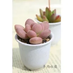 月美人 パキフィツム 2寸ポット 弁慶草科 多肉植物