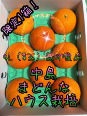 【早い者勝ち！】中島まどんな　4L 無印良品　3K化粧箱