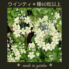 ティアレラ シルベラード＊種30粒以上 - Made in garden - メルカリ