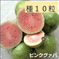 ＜フルーツの種＞ピンクグァバ　グアバ　１０粒　たね