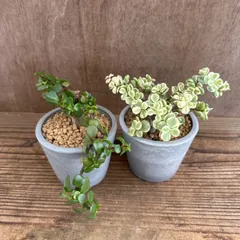 ポーチュラカリア　2個セット（ポーチュラカリア、ポーチュラカリア桃子の舞）現品　Portulacaria  カナボウノキ科 ポーチュラカリア属  観葉植物 観葉 植物  インテリア プレゼント おしゃれ かわいい  グリーン