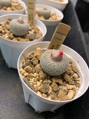 エピテランサ　月世界　２号鉢　可愛いサボテン