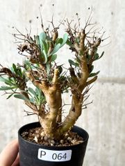 種子】ユーフォルビア・モンテロイ 10s Euphorbia monteiroi - メルカリ